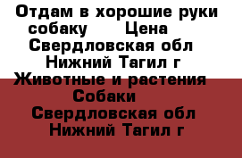 Отдам в хорошие руки собаку!!! › Цена ­ 1 - Свердловская обл., Нижний Тагил г. Животные и растения » Собаки   . Свердловская обл.,Нижний Тагил г.